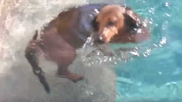 Perro nadador