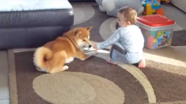 Un perro Shiba inu jugando con Bebé