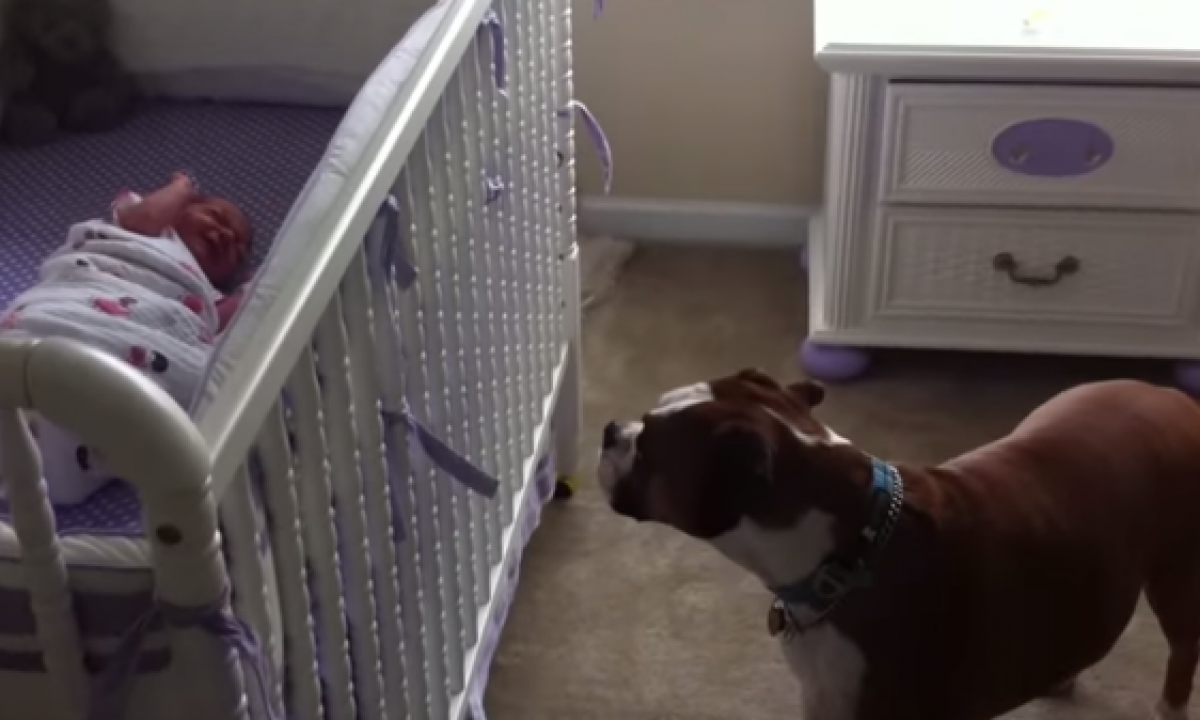 Un Boxer Calma A Un Bebe Tiendanimal