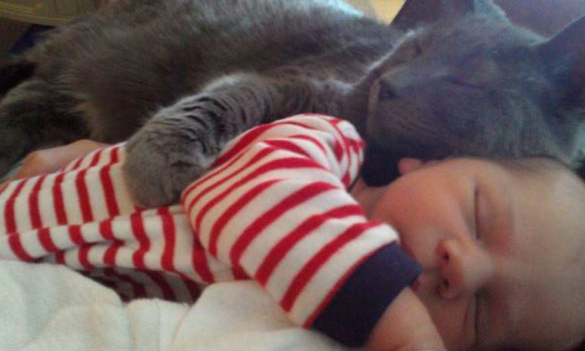 Perros y Gatos protegiendo a bebés - Tiendanimal