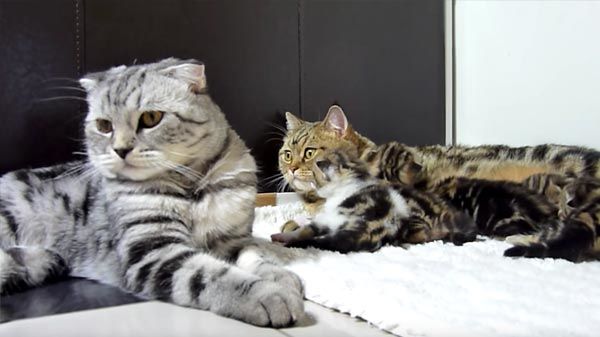 Amor gatuno