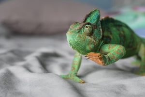 camaleon-asustadizo