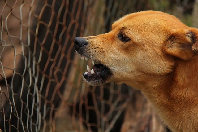 Cómo controlar y rectificar la conducta de un perro agresivo con otras personas