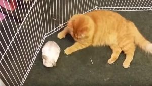 Gato y conejo mejores amigos