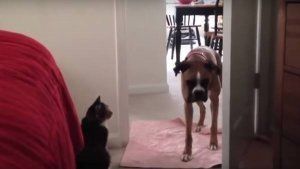 Gatos que no dejan pasar a perros