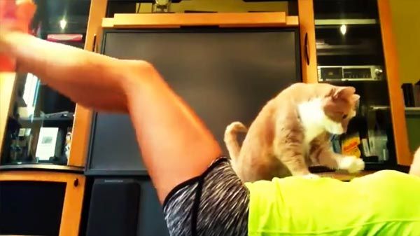 Los gatos más tiernos del mundo