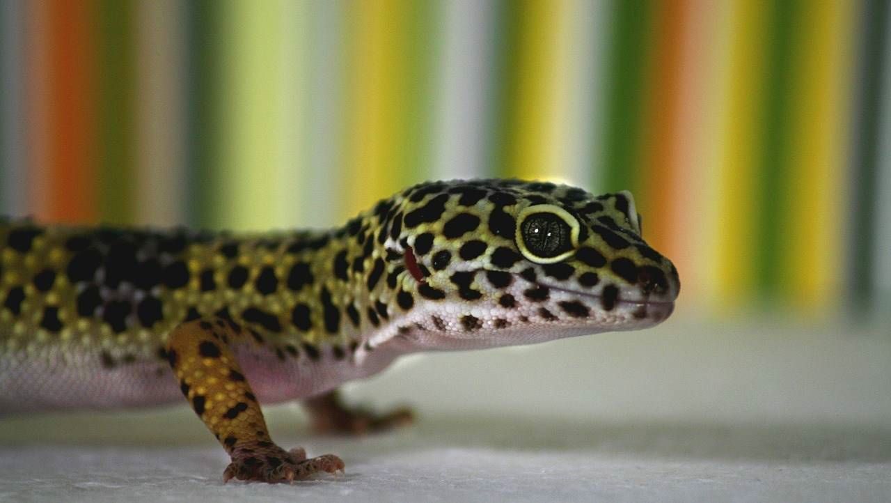 gecko leopardo