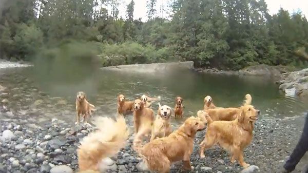 Animales que disfrutan del baño