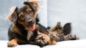 Cómo manejar el miedo a los ruidos y a la pirotecnia en perros y gatos