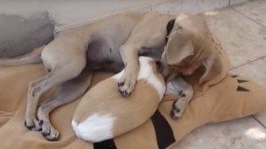 Perro y cobaya enamorados