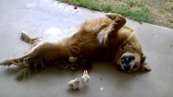 perro con pollitos