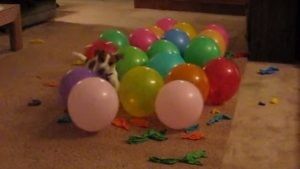 Perro con Record Guinnes explotando globos