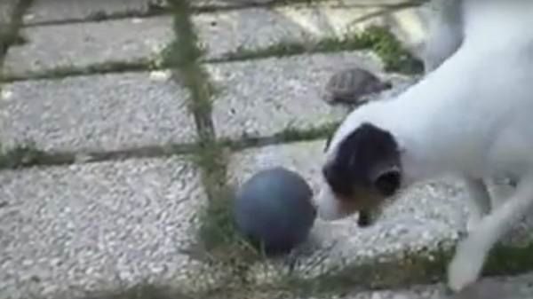 Tortuga y perrito juegan juntos a la pelota