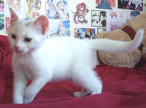 Gato con bebé - Tiendanimal - Lindosmininos.com 2018-05-23 13:01 Gato con bebé - Tiendanimal - Lindosmininos.com 2018-05-23 13:01