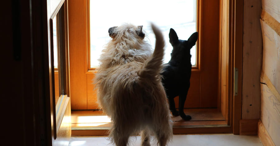 Métodos para acostumbrar a tu perro a las visitas paso a paso