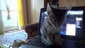 Gatito se queda dormido