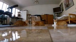 Gatitos juguetones