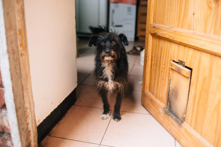 Cómo acostumbrar a tu perro a las visitas si se pone nervioso o ladra