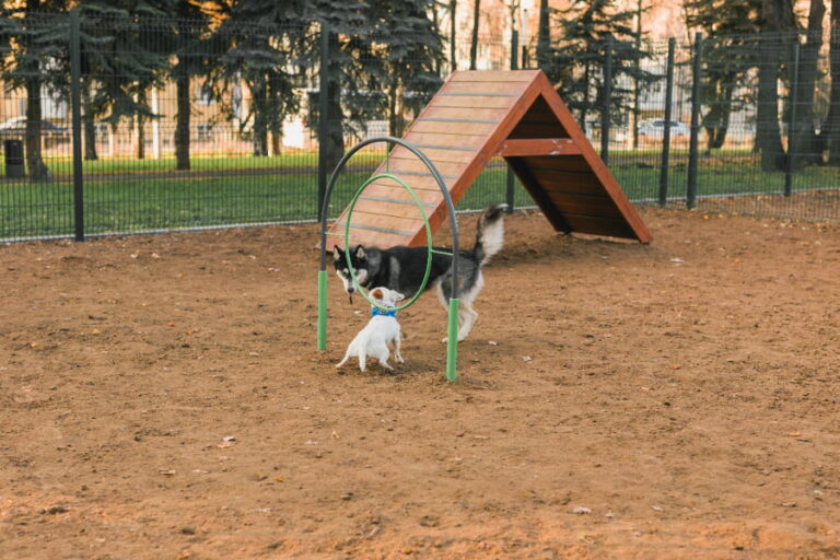 Qué es un pipicán, ventajas y normas parques caninos