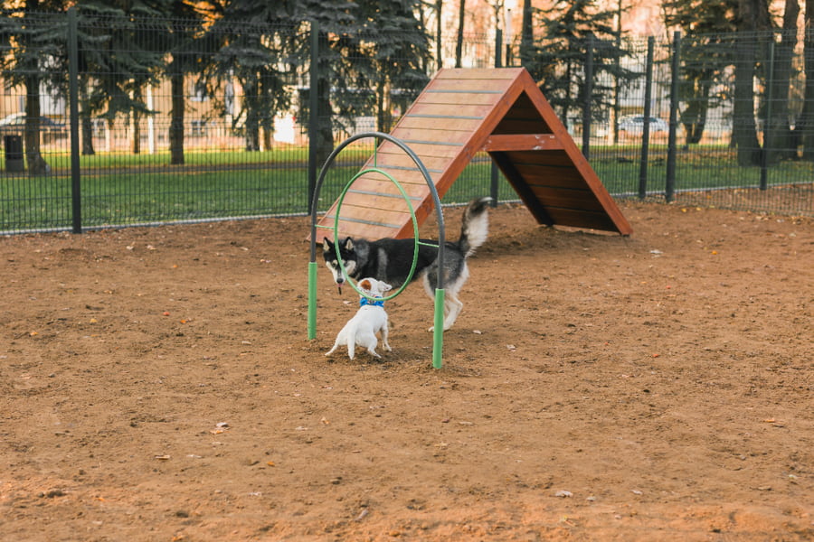 Qué es un pipicán, ventajas y normas parques caninos