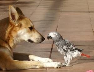 loro-perro