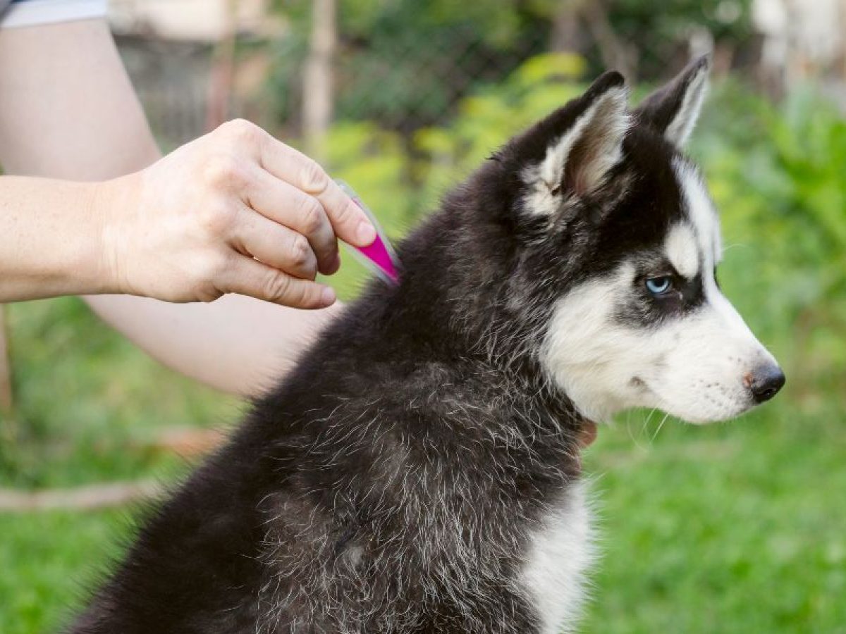 Antiparasitarios cachorros ¿Cuál elegir?