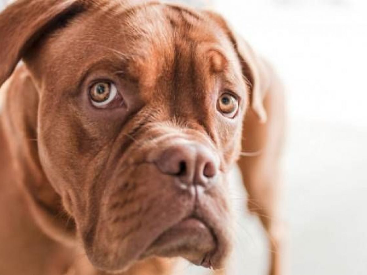 Cuál es el mejor antipulgas para mi -