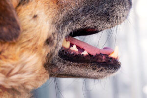 ¿Cómo aliviar el dolor de dientes en perros?