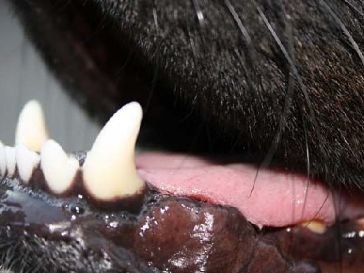 observación Poner clérigo Cómo tratar molestias dentales en mi perro