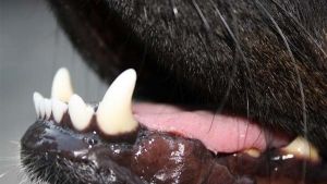 Cómo tratar las molestias dentales de mi perro