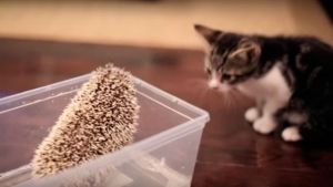 Gato conoce a erizo