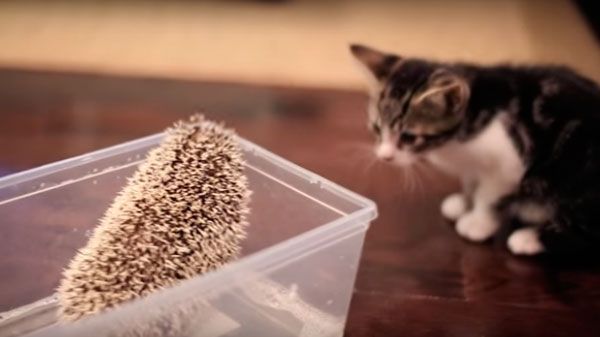 Gato conoce a erizo