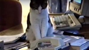 Gato responde al teléfono