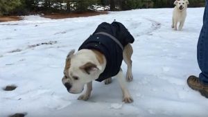Perros a los que les encanta la nieve