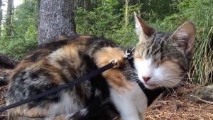 Una gata muy inteligente