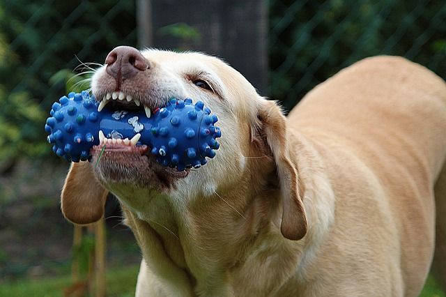 ¿Por qué mi perro destroza todos los juguetes?