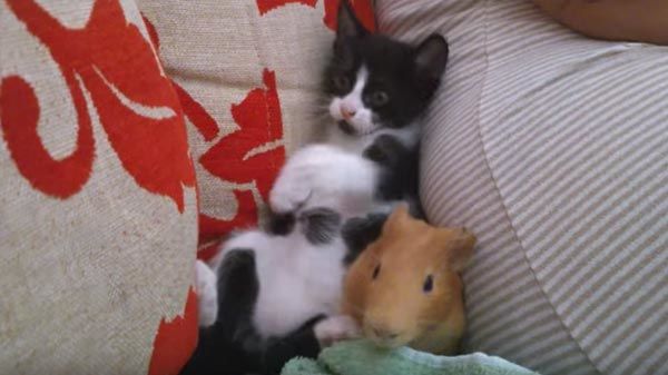 Gatito y cobaya se divierten