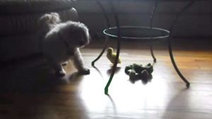 Perro se asusta de patito