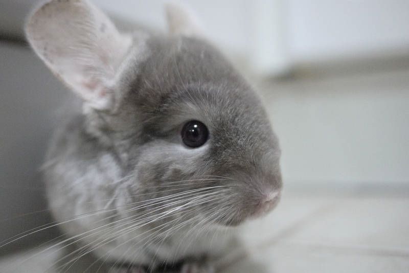 chinchillas