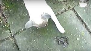 animales y ruidos graciosos