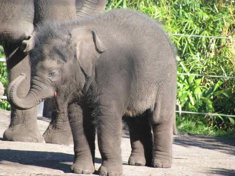 baby-elefante 