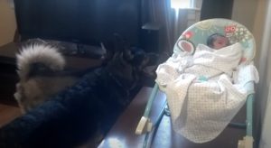 dos-perros-un-bebe