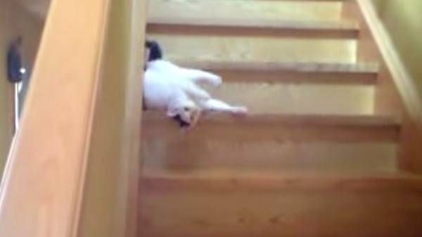 Gatos y escaleras: Formas de bajarlas - Tiendanimal