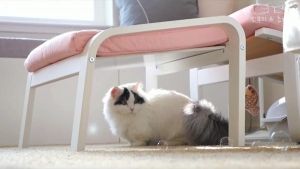 Gatos y pompas