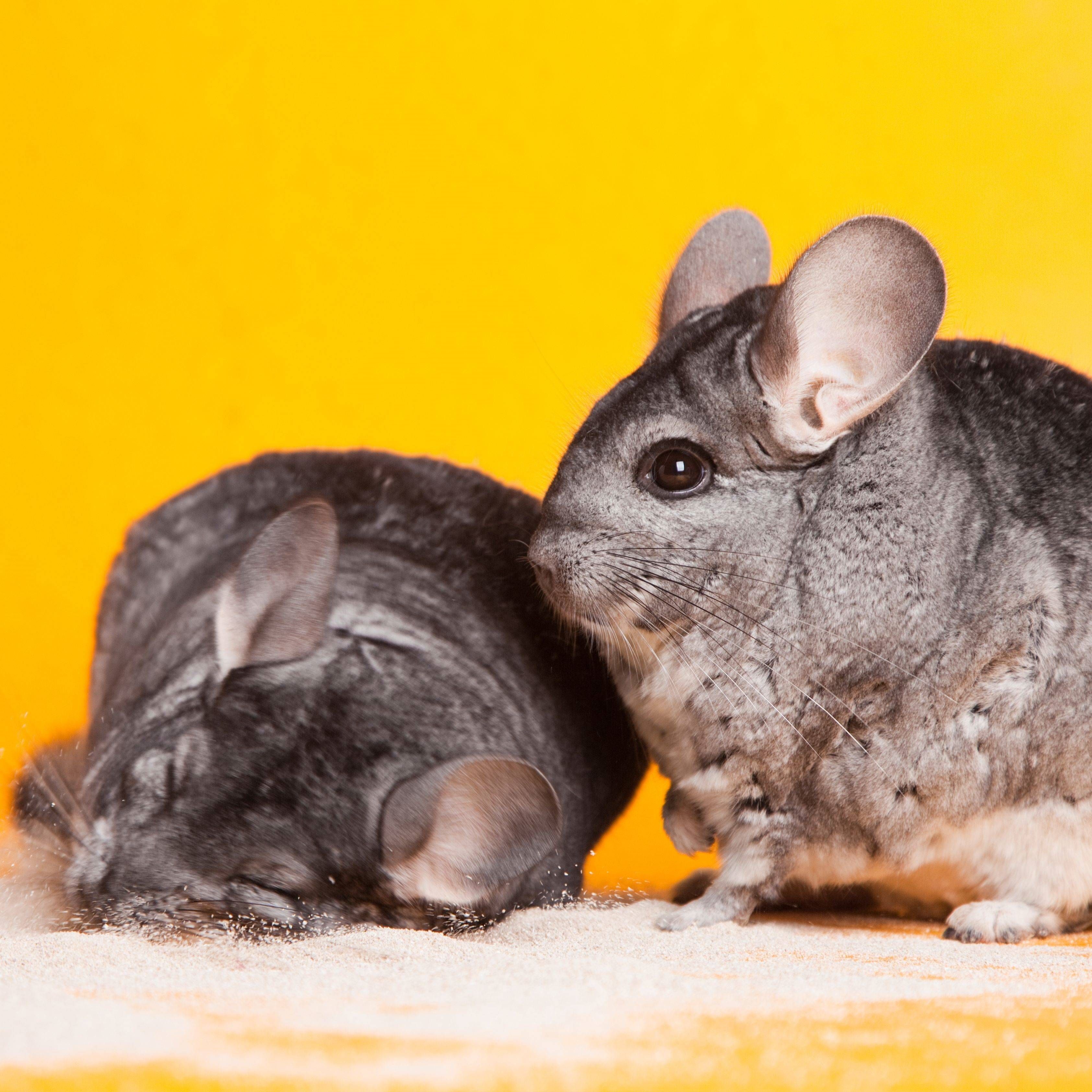 Gestación de las chinchillas