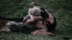 Oso y perro mejores amigos