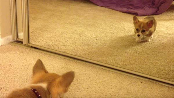 Los perros y los espejos