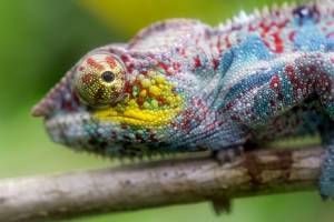 camaleon