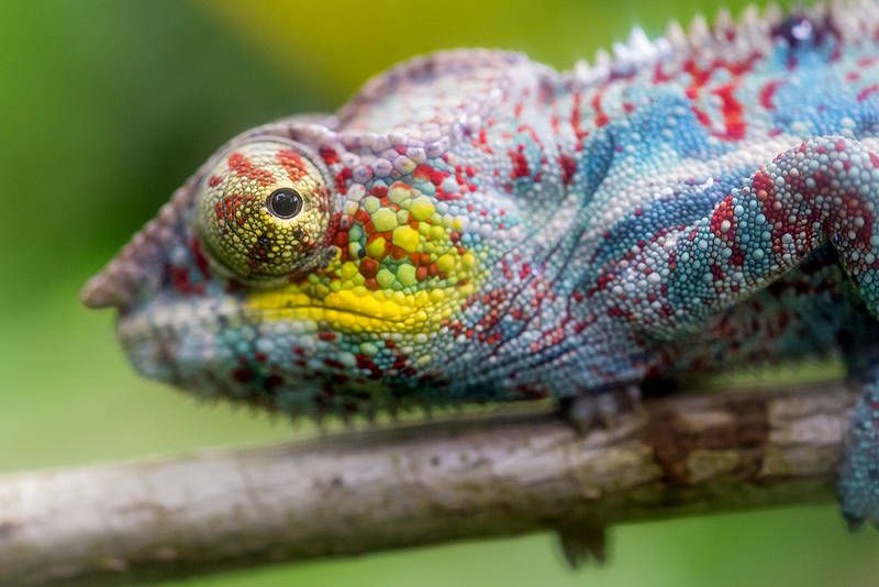 camaleon