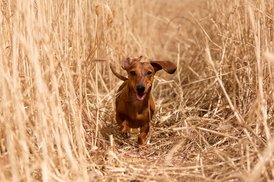 Espigas en perros: qué son, cómo identificarlas y prevenirlas